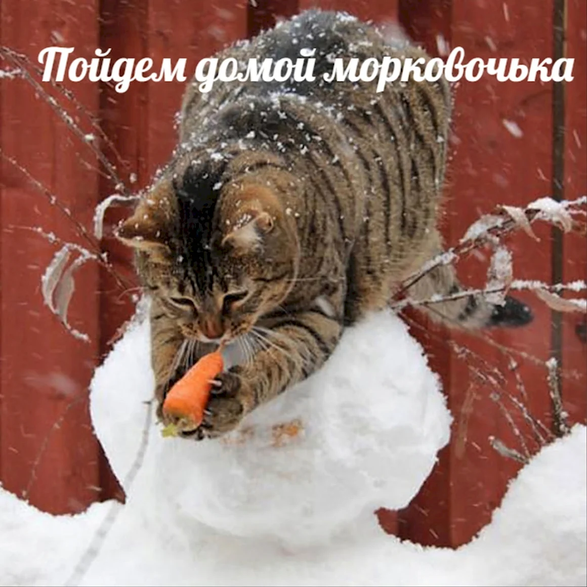 Смешной кот в снегу