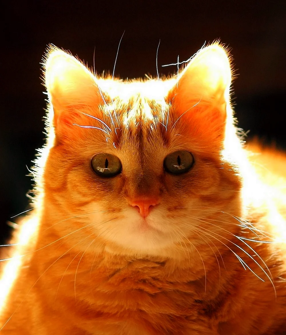Смешной рыжий кот