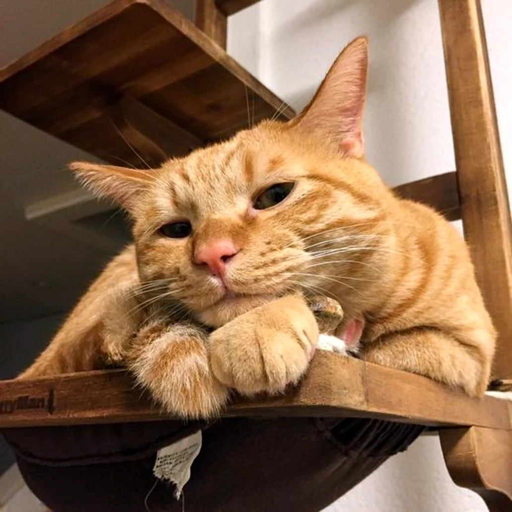 Смешной рыжий кот