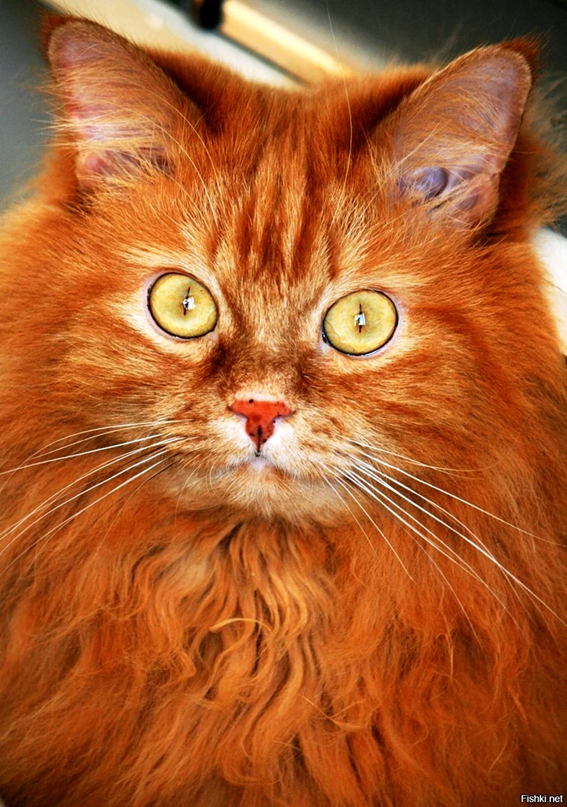 Смешной рыжий кот