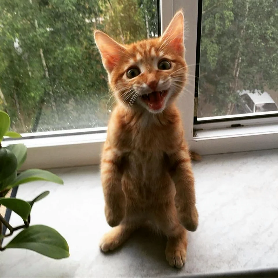 Смешной рыжий котенок
