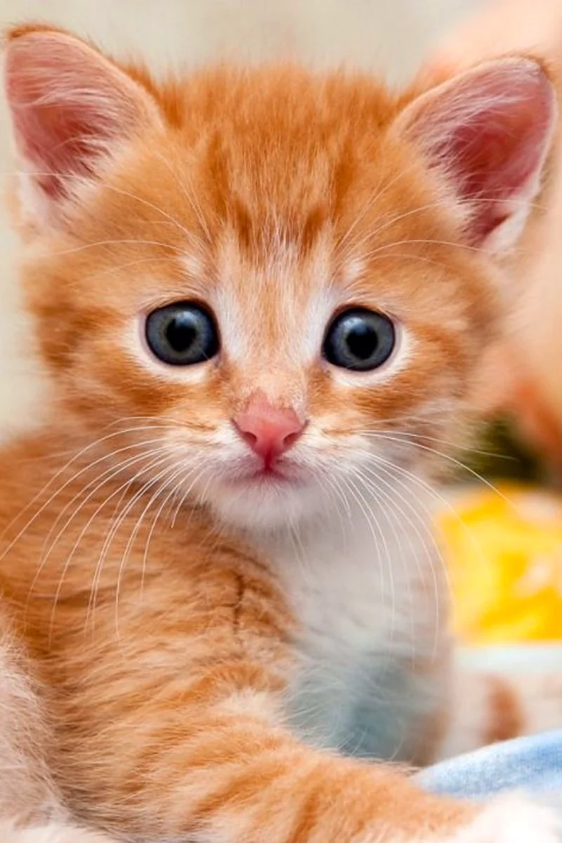 Смешной рыжий котенок