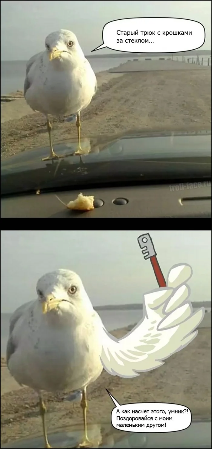 Смешные Чайки