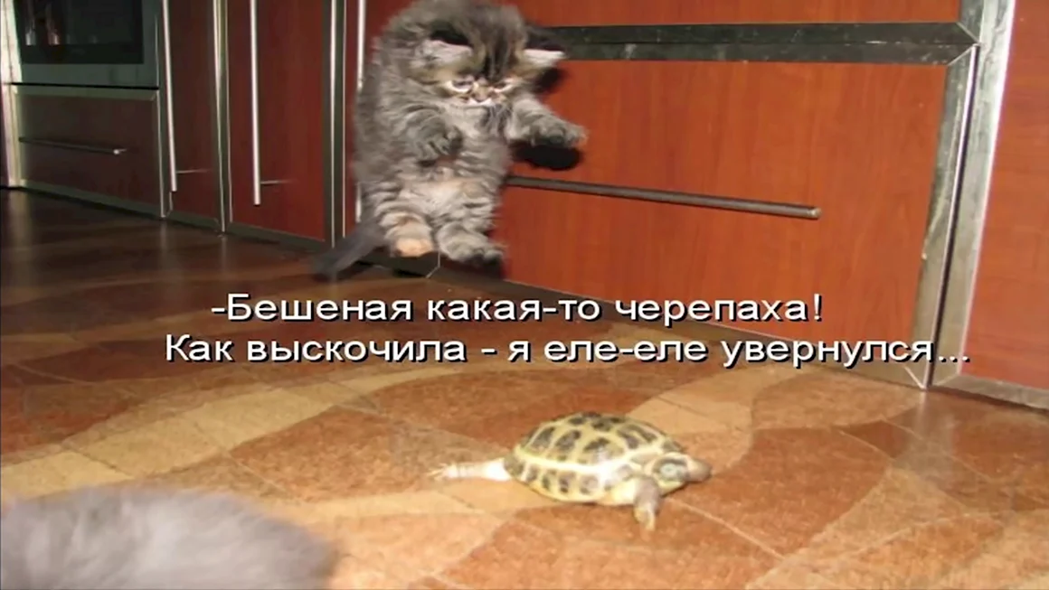 Смешные картинки с кошками и надписями