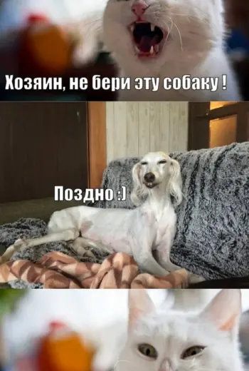 Смешные картинки с надписями