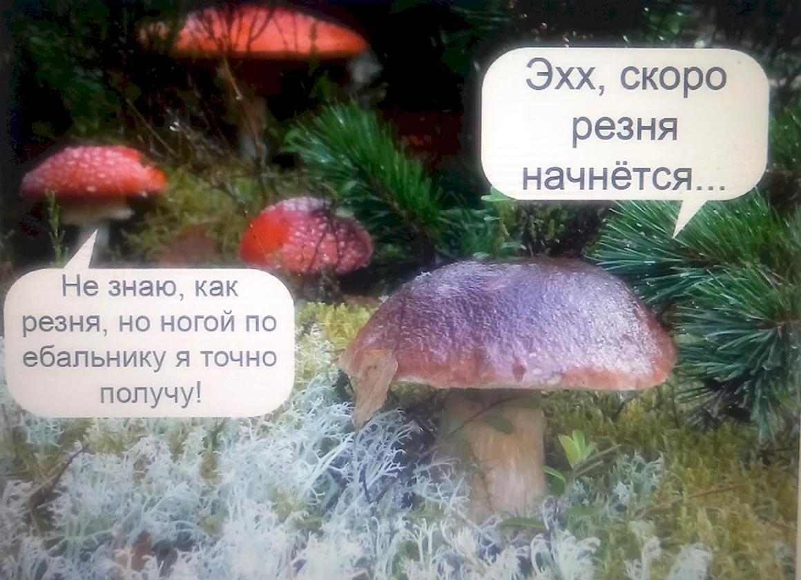 Смешные картинки с надписями