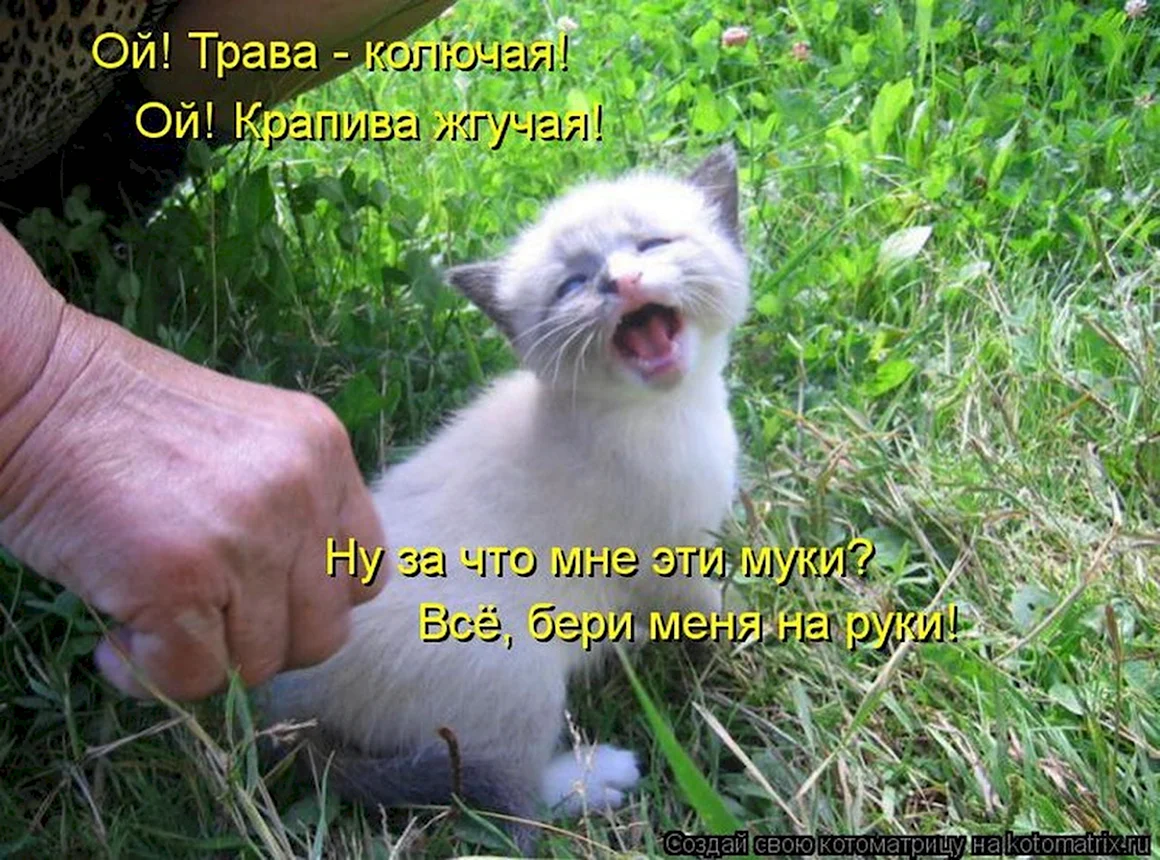 Смешные картинки с надписями
