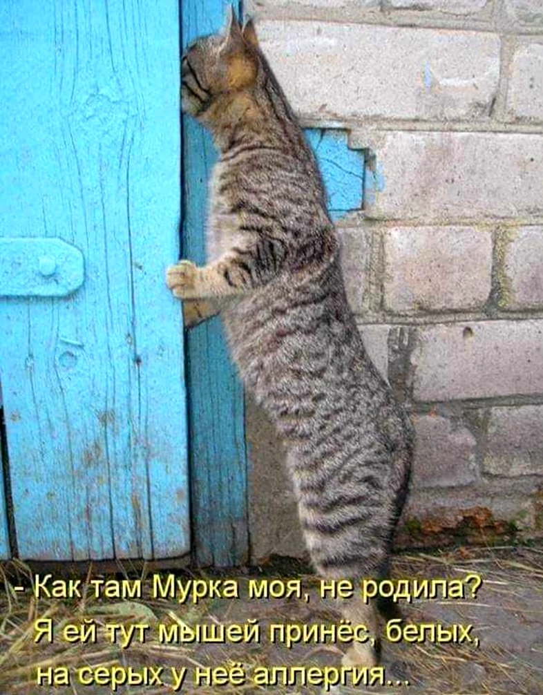 Смешные кошки с надписями