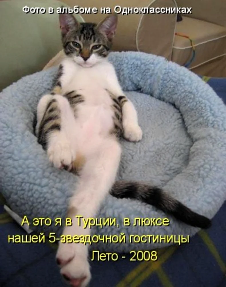 Смешные кошки с надписями