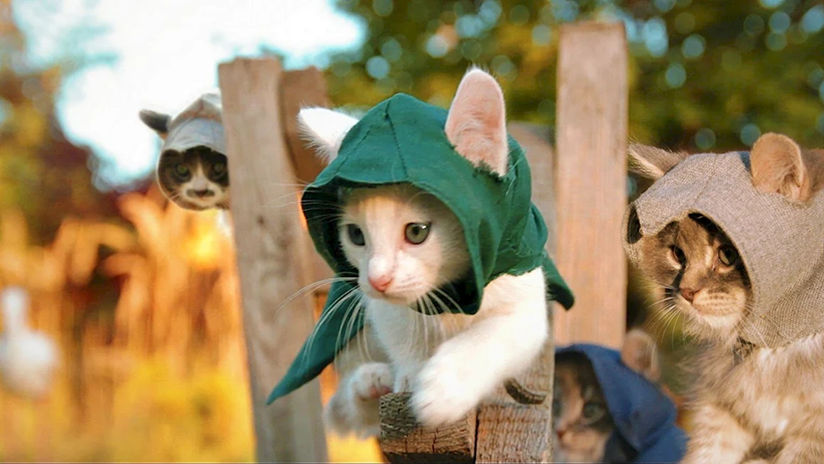 Смешные котята