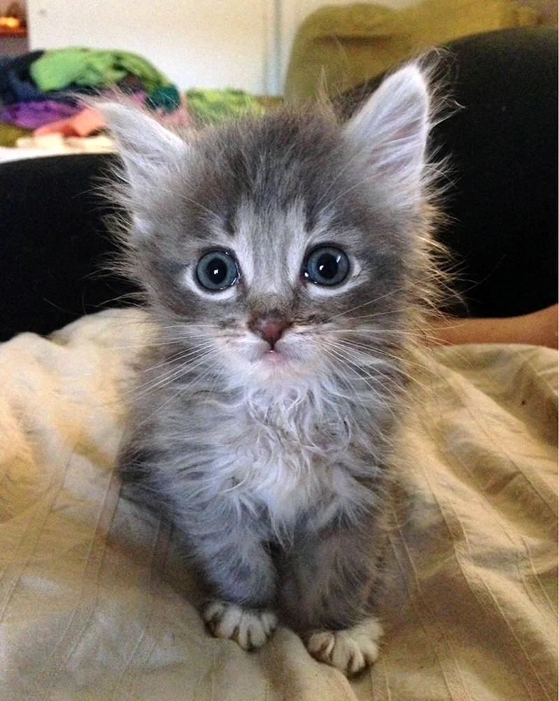 Смешные котята