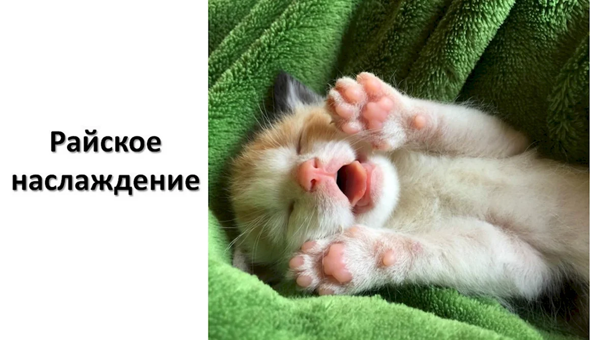 Смешные котята