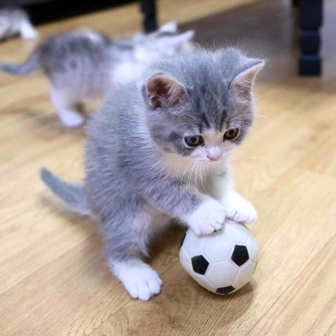Смешные котята