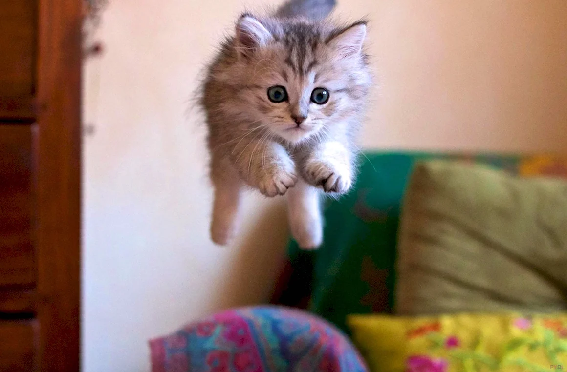 Смешные котята