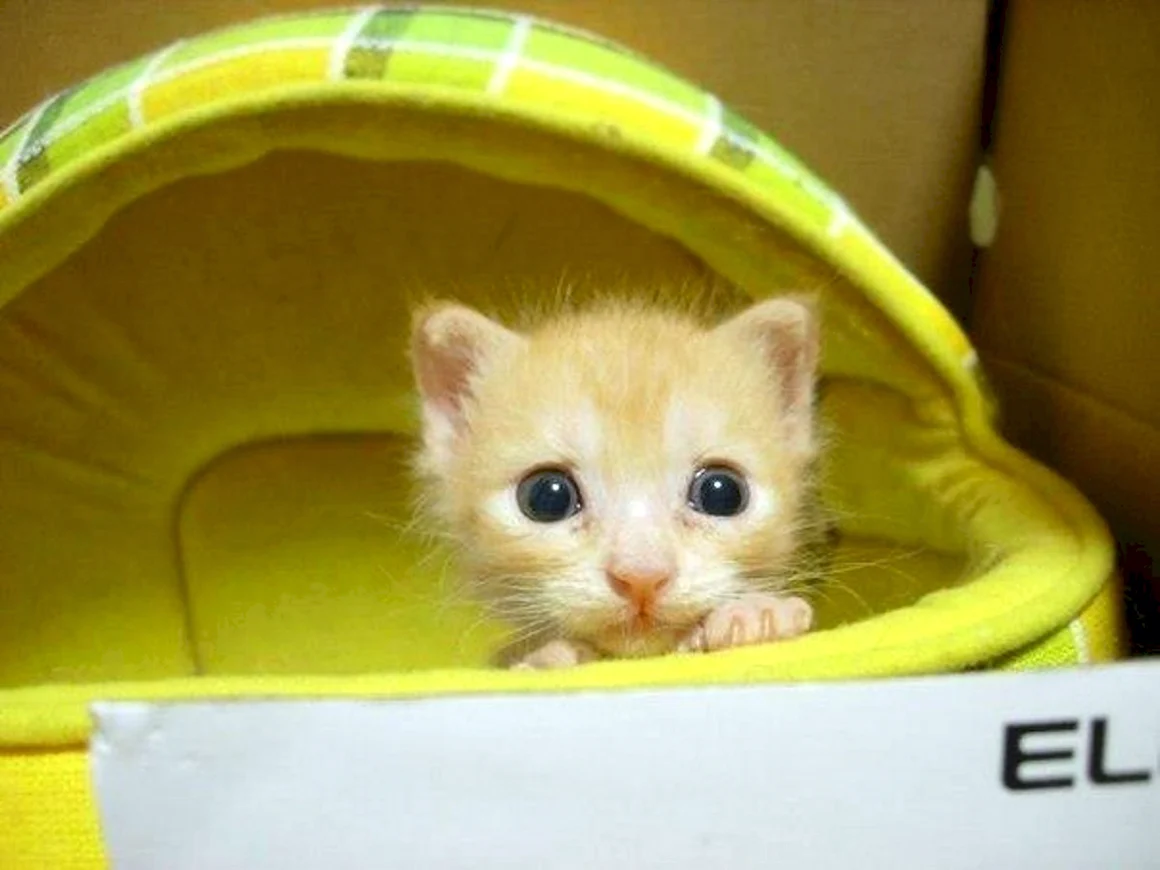Смешные котята маленькие