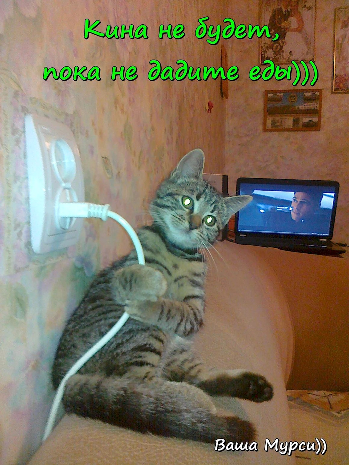 Смешные котики с надписями
