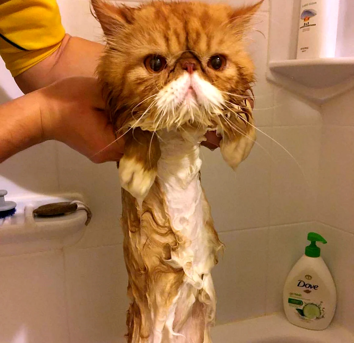 Смешные коты до слез
