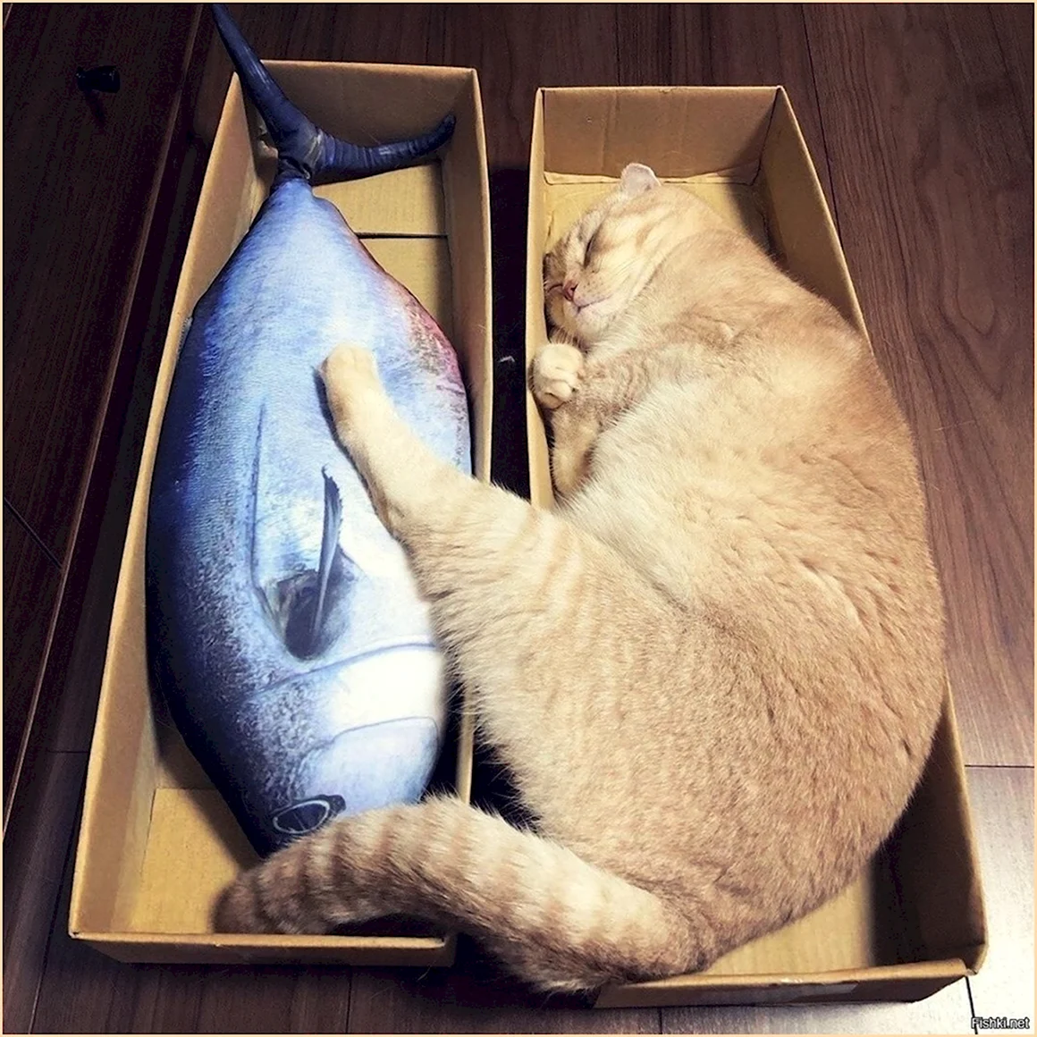 Смешные коты и рыба