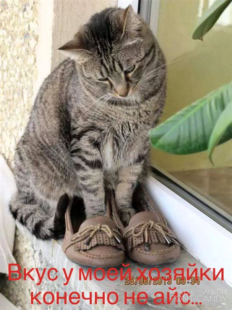 Смешные коты с надписями