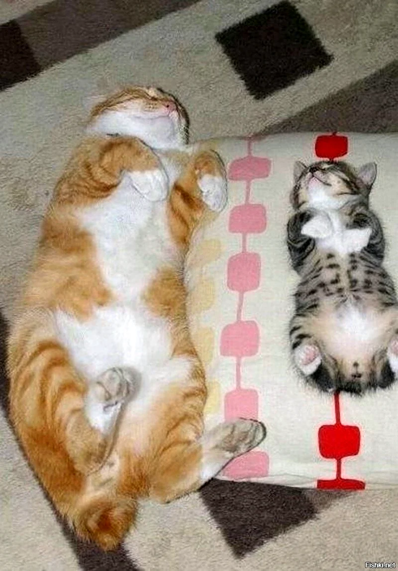 Смешные коты с надписями