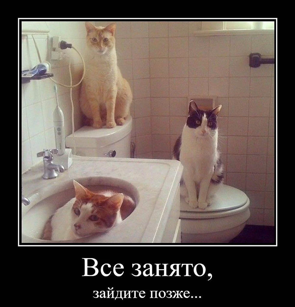 Смешные коты в ванне