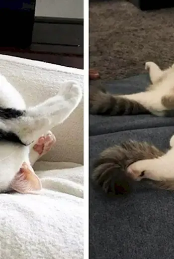 Смешные позы кошек