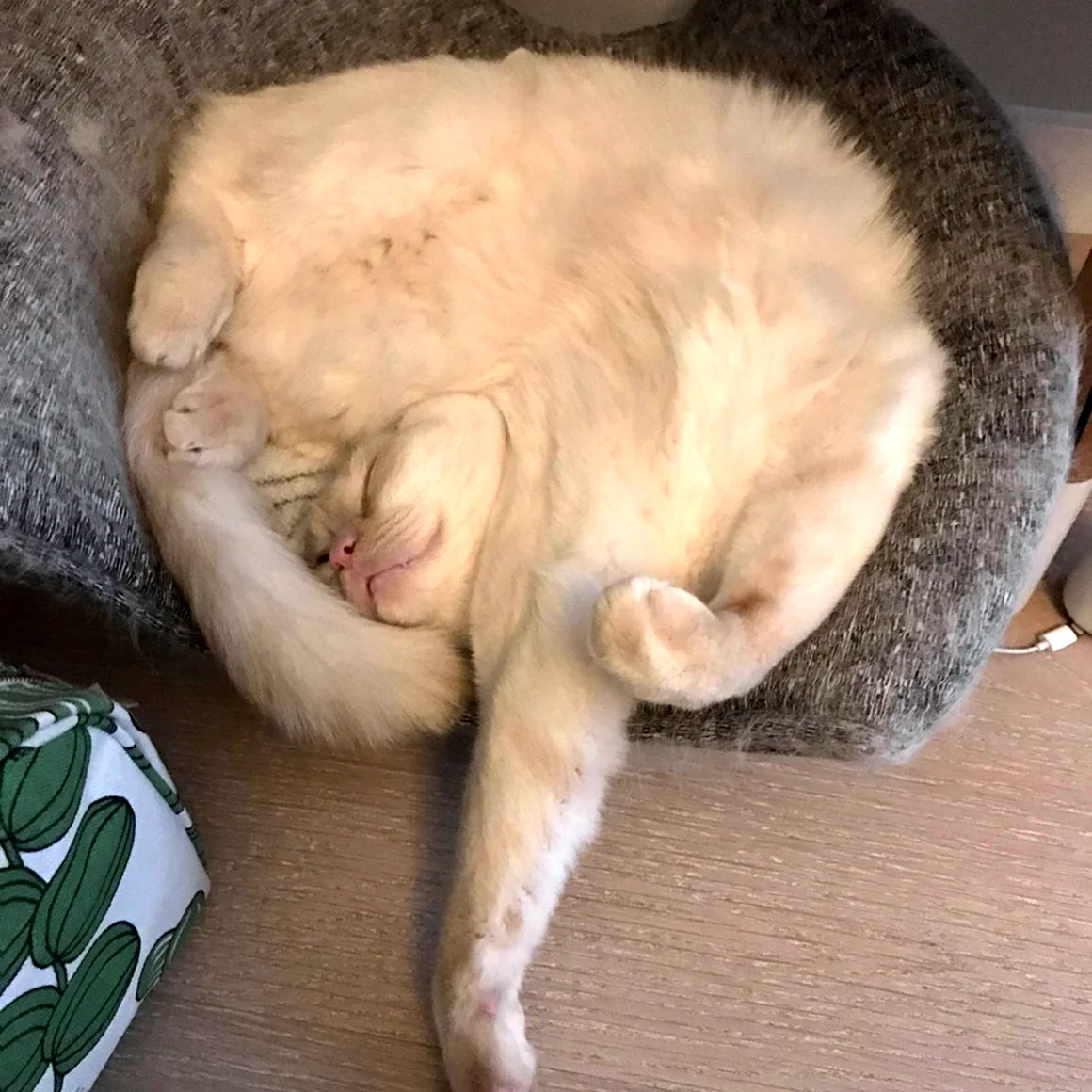 Смешные позы кошек