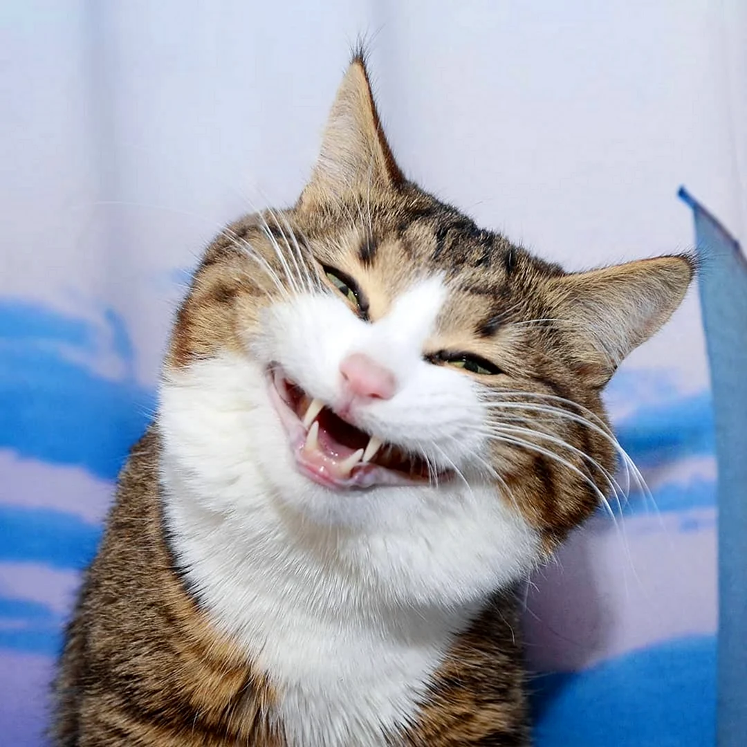 Смешные рожи котов