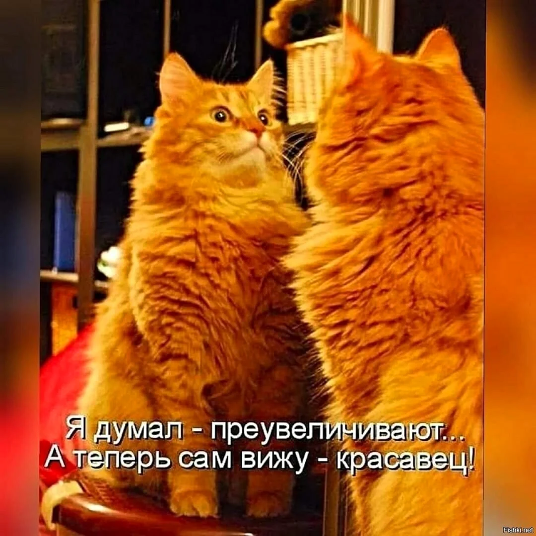 Смешные рыжие коты с надписями