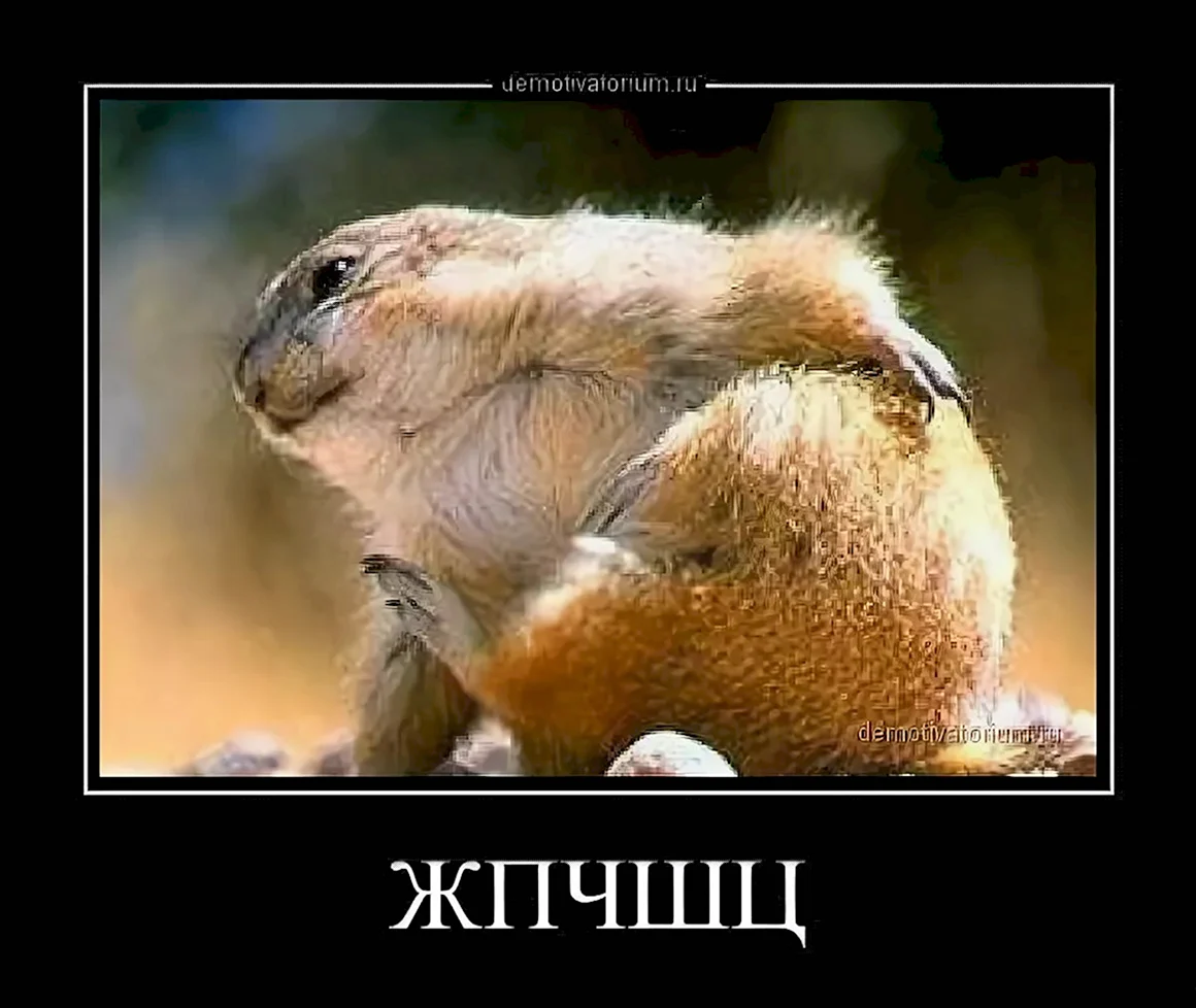 Смешные суслики с надписями