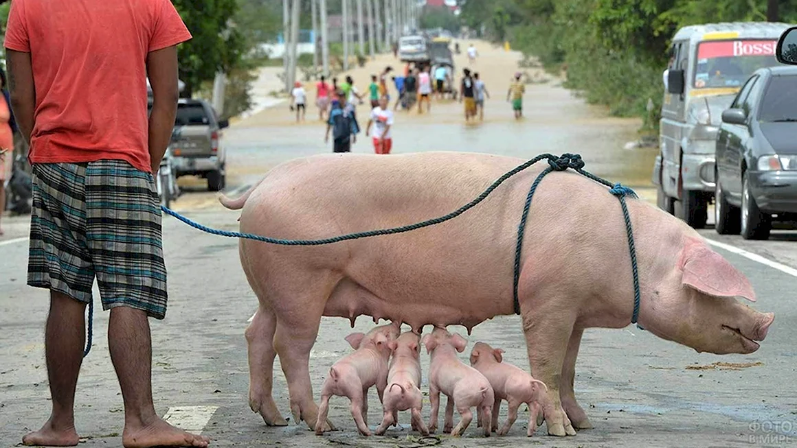 Смешные свиньи