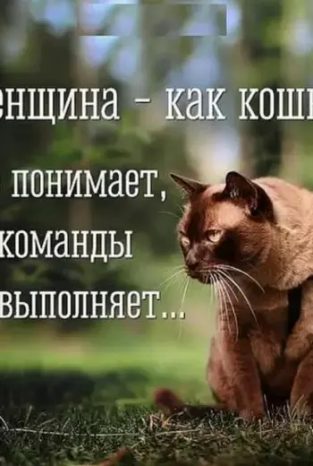Смешные цитаты