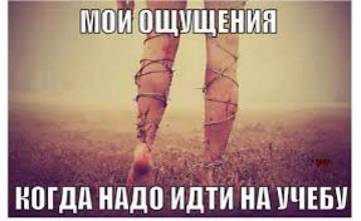 Смешные цитаты про учебу