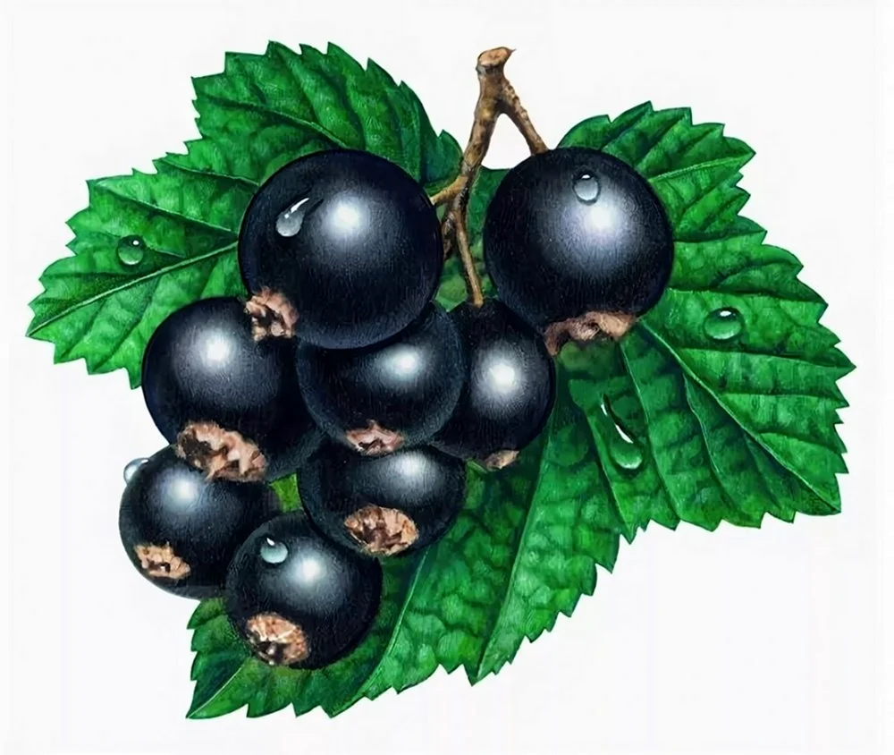 Смородина чёрная