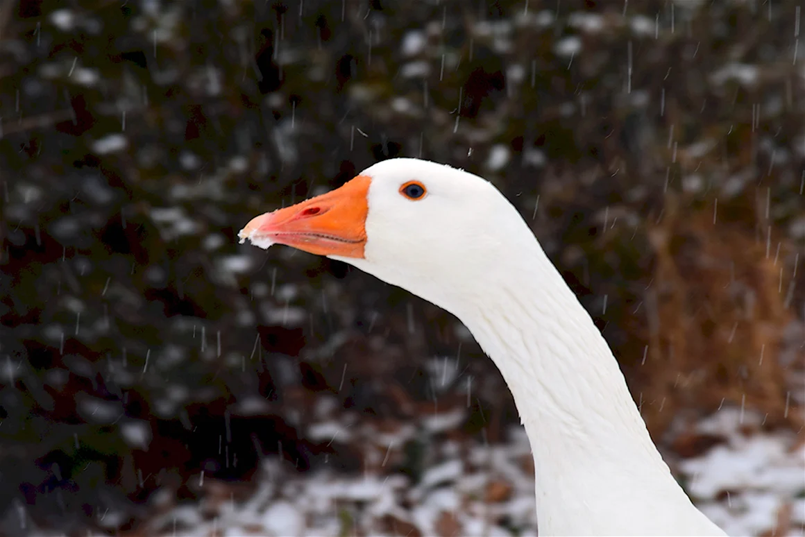 Сноу Гус Snow Goose
