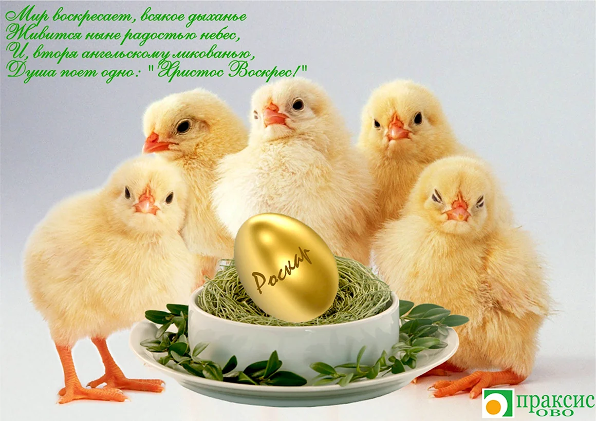 Со светлой Пасхой цыплята