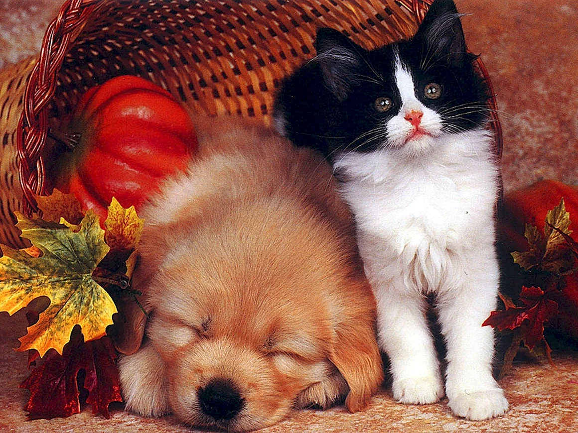 Собачки и кошечки