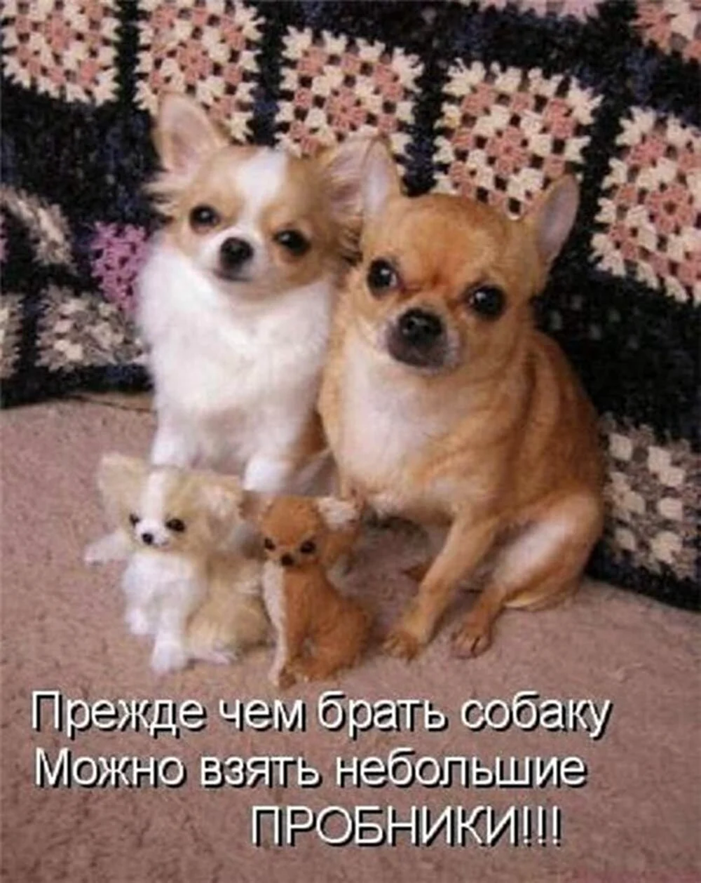 Собачки с надписями