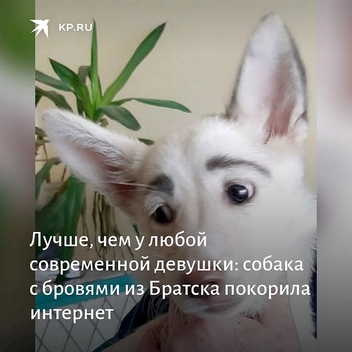 Собака Бетти Братск