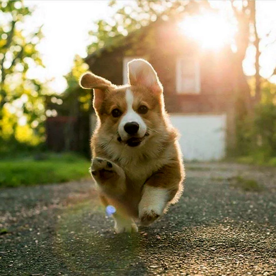 Собака корги