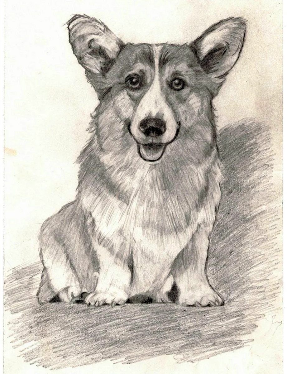 Собака корги