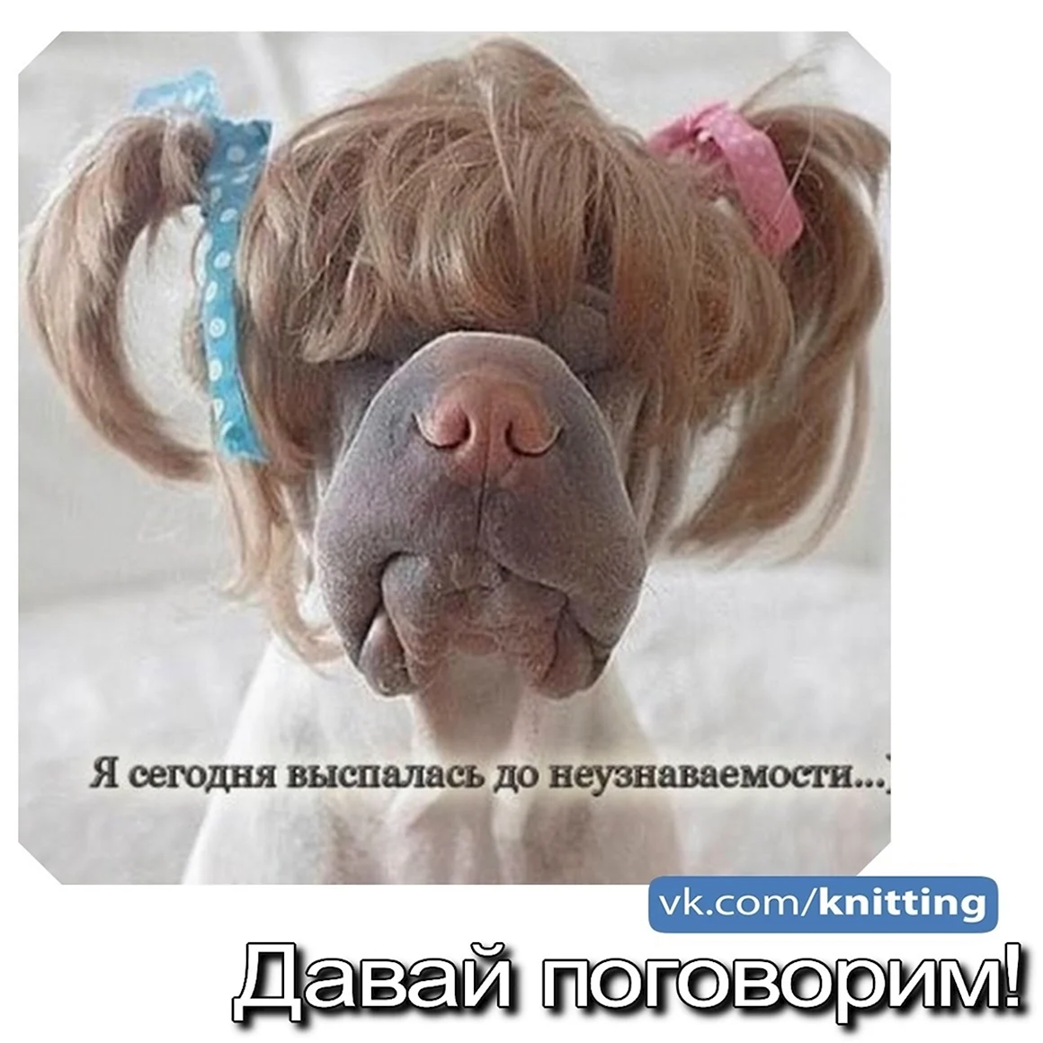 Собака понедельник