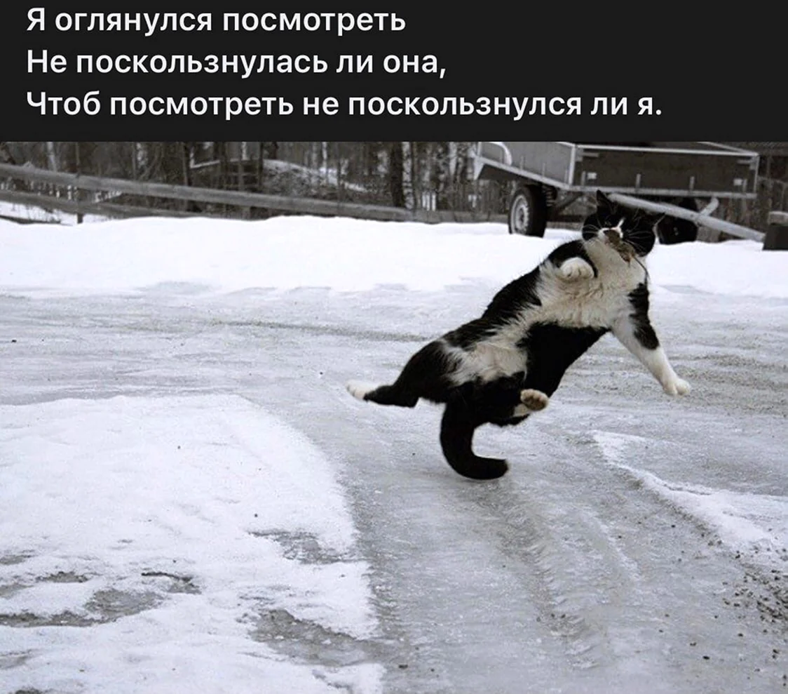 Собака поскользнулась