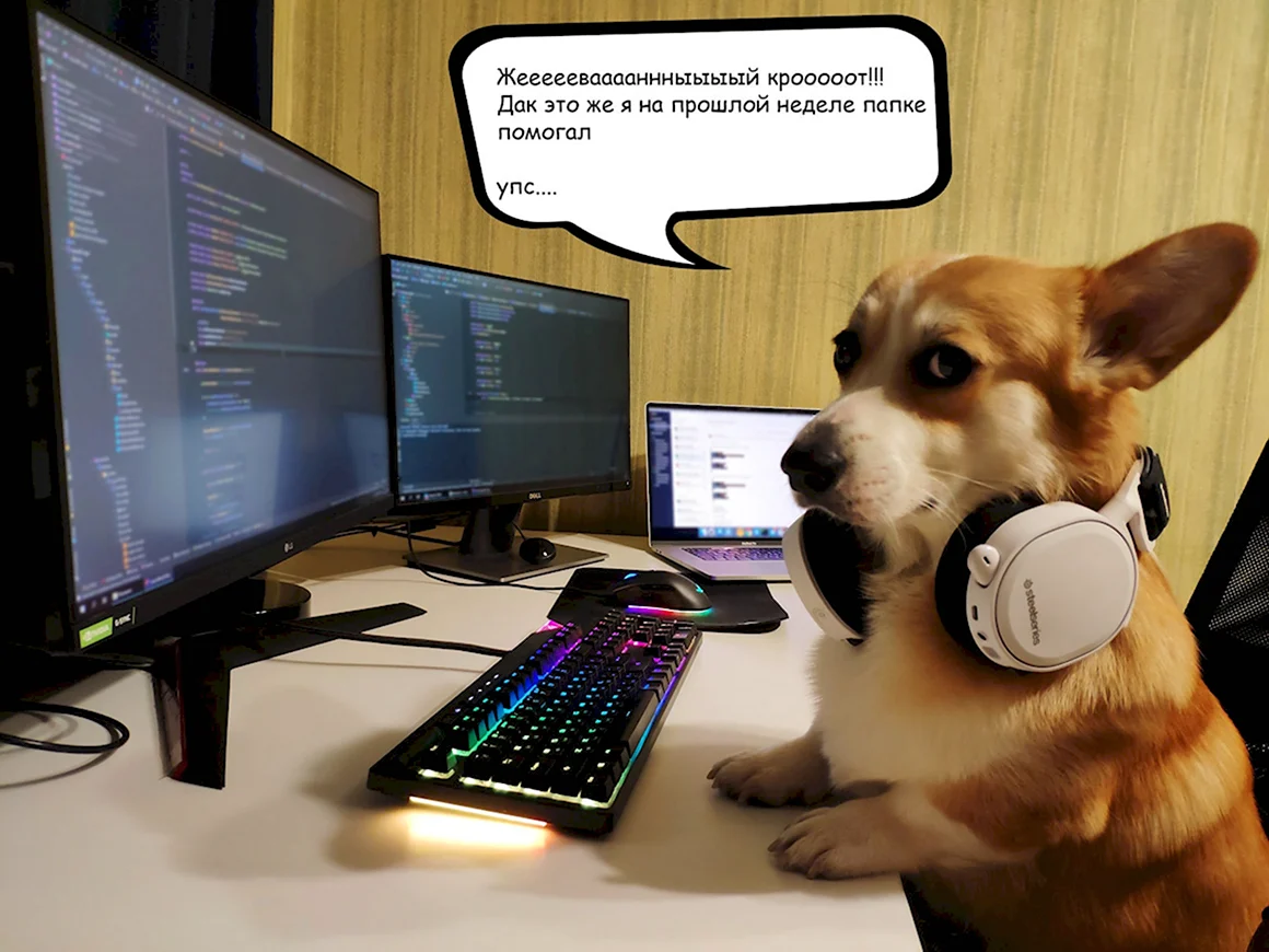Собака программист