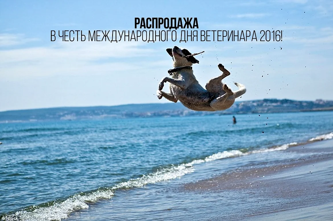 Собака прыгает в море