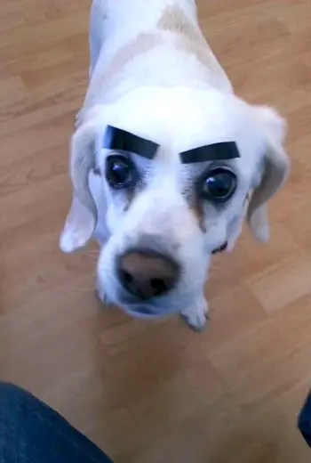 Собака с бровями