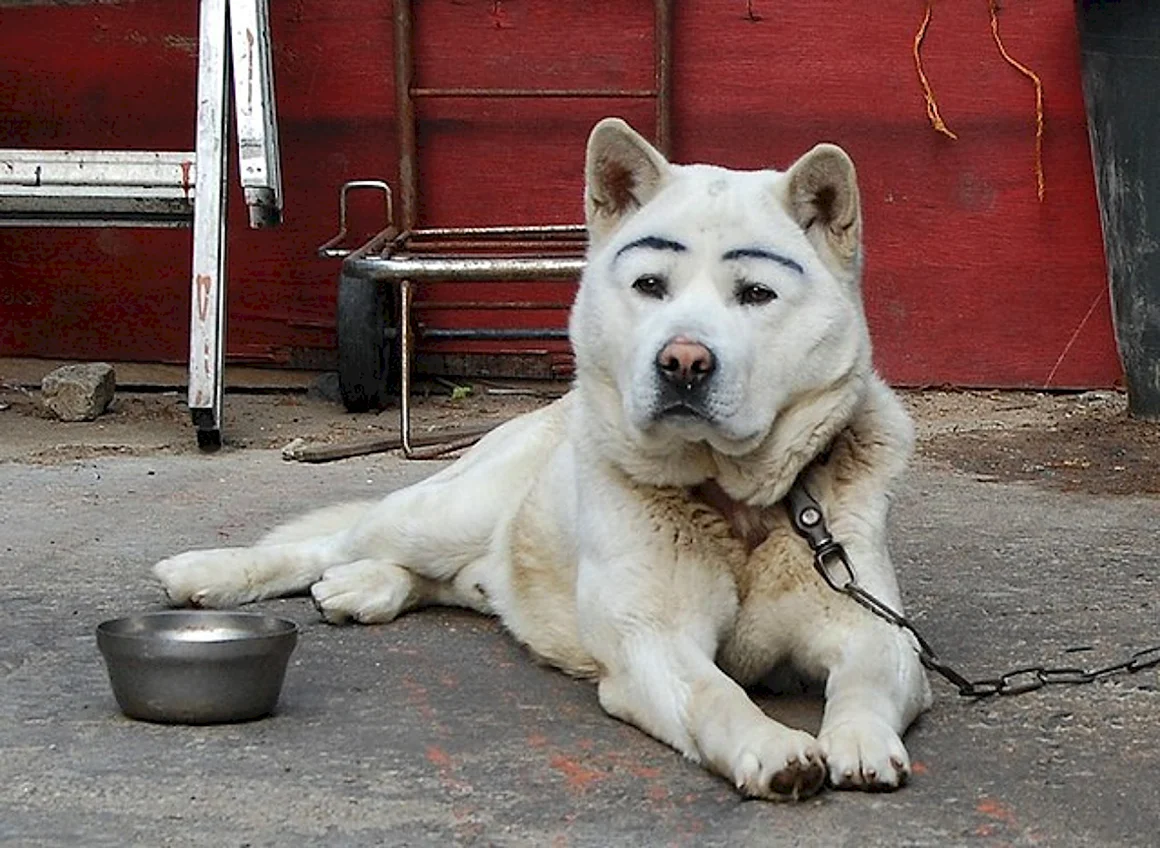 Собака с бровями