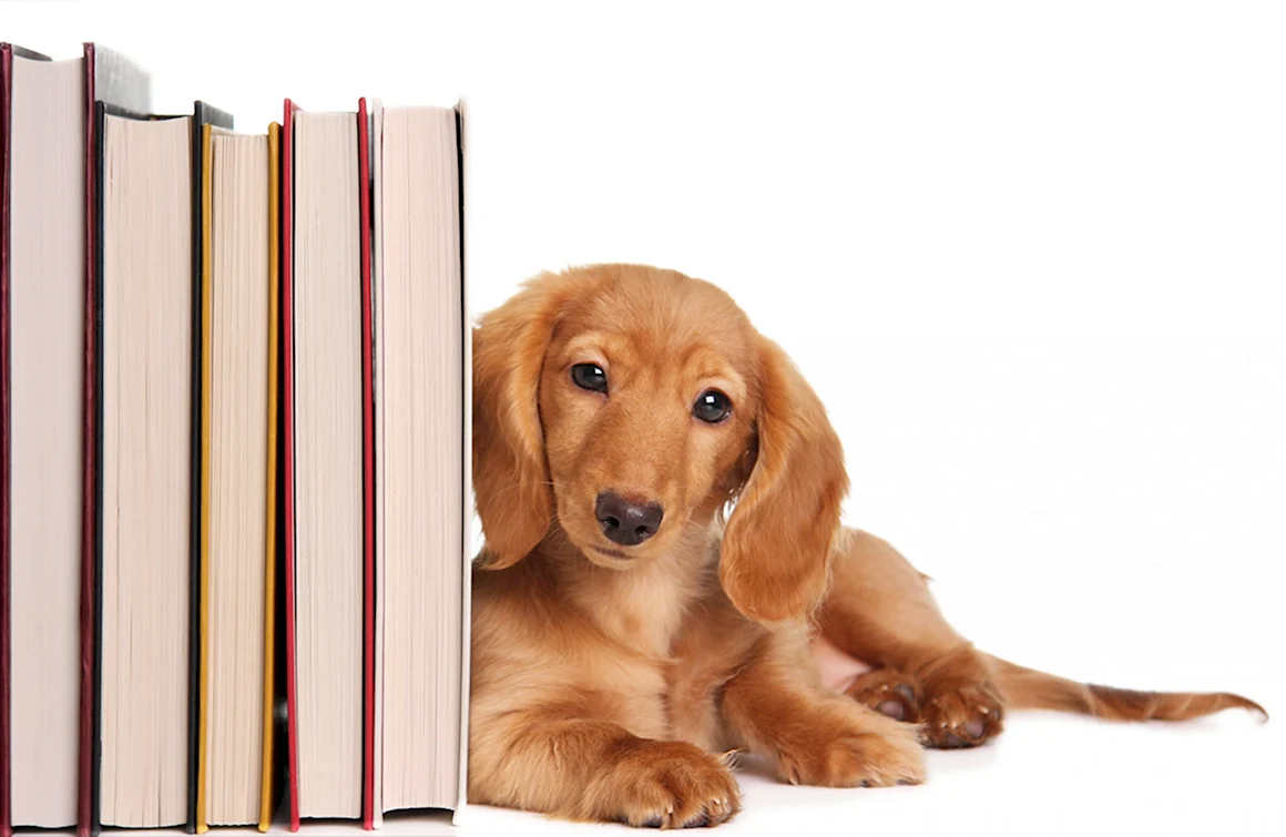 Собака с книгой на белом фоне