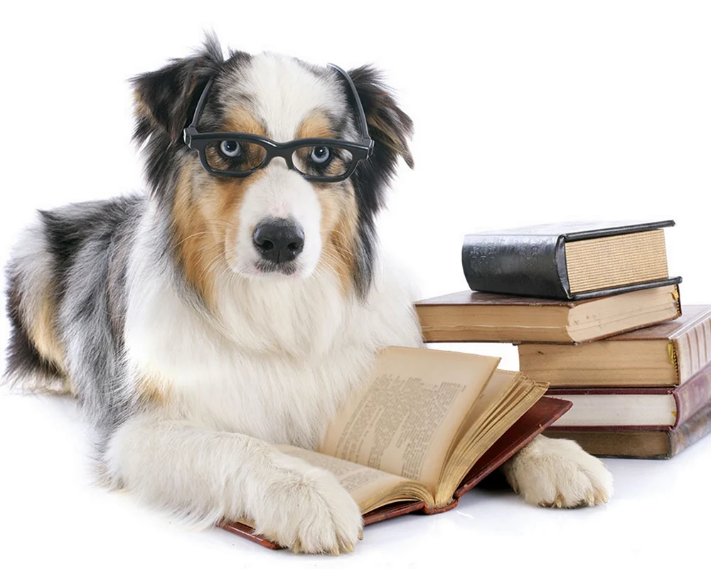 Собака с книжкой