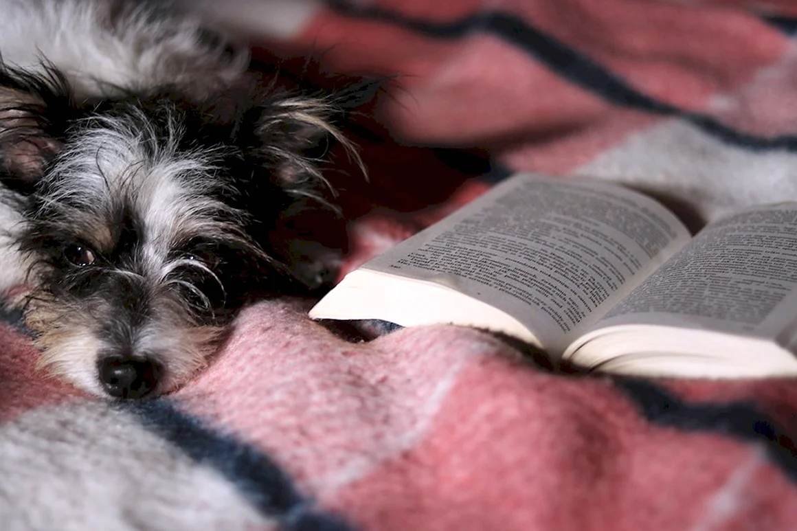 Собака с книжкой